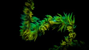 Shrimp Green